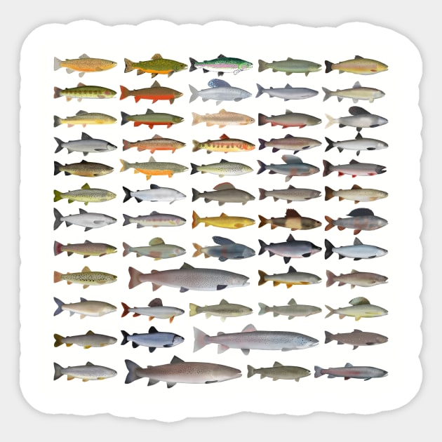 Trout, Char, Grayling, Hucho and Whitefish Group Sticker by FishFolkArt